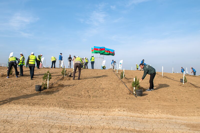 SOCAR Midstream' ağacəkmə aksiyası keçirdi - FOTOLAR