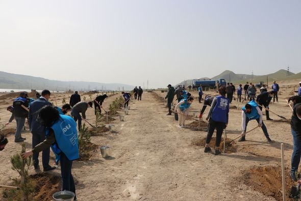 "​​​​​​​Yaşıl Marafon" çərçivəsində növbəti ağacəkmə aksiyaları keçirilib - FOTO