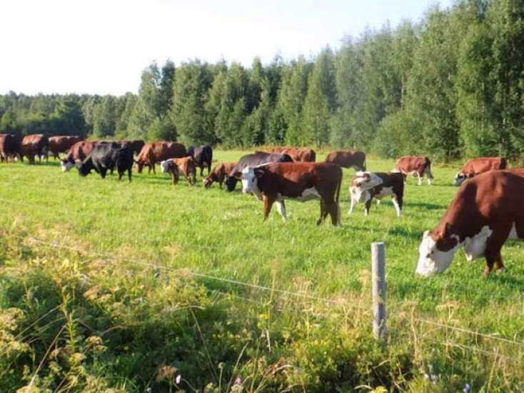 Maşın mal-qaraya çırpıldı