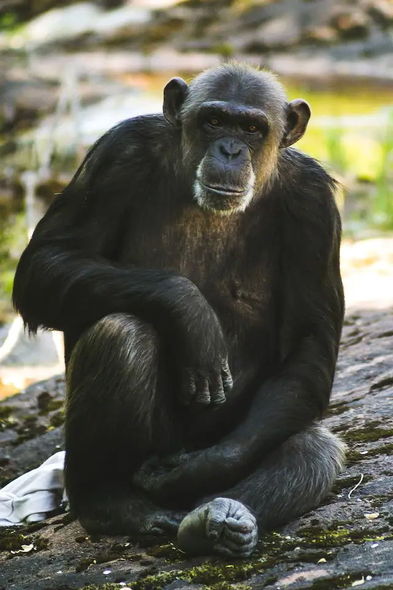 İsveçdə zooparkdan qaçan şimpanzeləri güllələdilər - FOTO