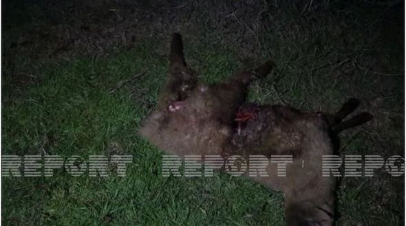 Salyanda sahibsiz itlər 10 baş xırdabuynuzlu heyvanı parçaladı - FOTO