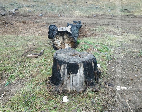 Ermənilər Bəsitçayda çinar ağaclarını məhv ediblər - FOTOREPORTAJ
