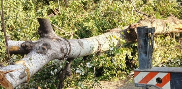 Ağac aşdı, yol bağlandı - FOTO