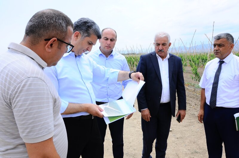 İcra başçısı yeni salınmış intensiv meyvə bağı ilə tanış oldu - FOTOLAR
