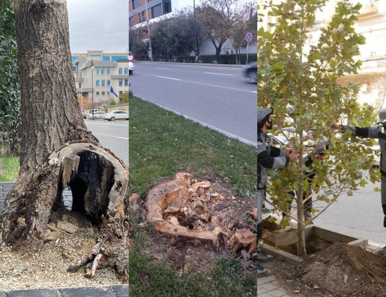 Bakıda Atatürk parkında ağaclar niyə kəsilir? - AÇIQLAMA + FOTO