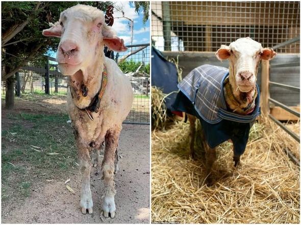 Beş ildir qırxılmayan qoyundan 35 kiloqram yun çıxdı – FOTO/VİDEO