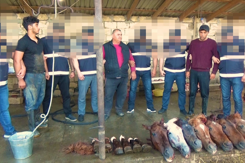 Ölü at ətini Bakıdakı iaşə obyektlərinə satan şəxslər həbs edildi