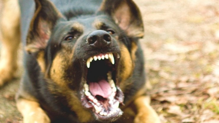 AZƏRBAYCANDA DƏHŞƏT: Çoban iti 83 yaşlı kişini parçalayaraq öldürdü