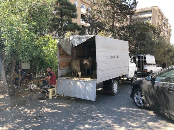 Polis qurbanlıq heyvanların satışının həyata keçirildiyi ərazilərdə reyd keçirdi - FOTO