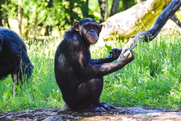 İsveçdə zooparkdan qaçan şimpanzeləri güllələdilər - FOTO