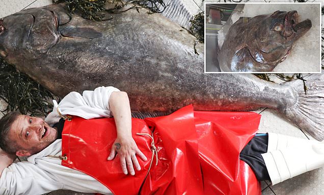 Şimal dənizindən 182 santimetr uzunluqda nəhəng balıq tutulub - FOTO