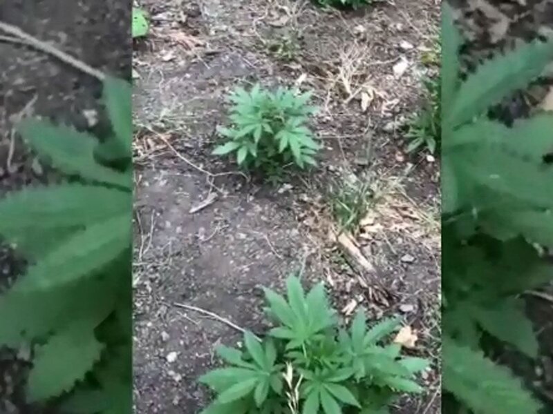 Otlaqda çətənə yetişdirən şəxs saxlanılıb