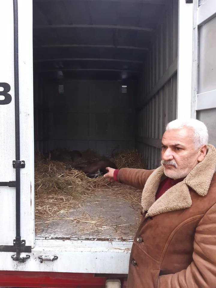 Qəbələdə adı "Qırmızı kitab"a düşən maralları satmaq istədi