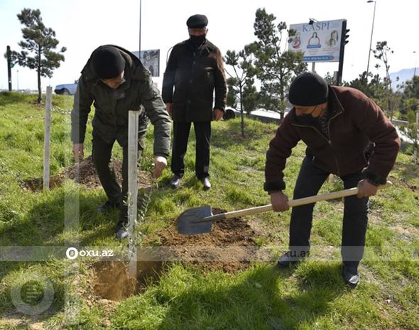 Nazir və agentlik sədri ağac əkdi - FOTO