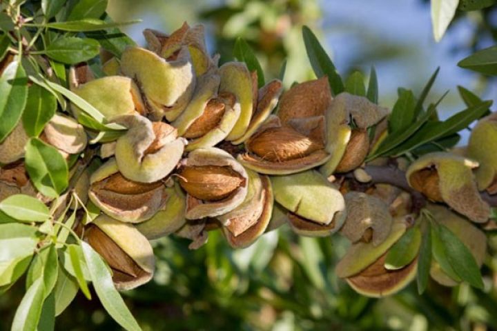 Azərbaycanda badam yığımına start verildi