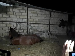 AQTA qanunsuz heyvan kəsimi fəaliyyətinin qarşısını aldı