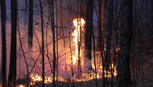 Türkiyədə 154 meşə yanğınından 146-sı söndürüldü