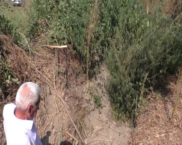 Dağın ətəyində narkotik plantasiyası salan şəxs iş başında saxlanıldı - FOTO - VİDEO