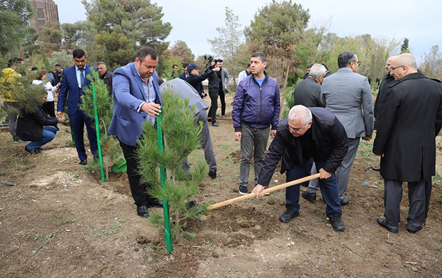 Birbank istifadəçilərinin dəstəyi ilə Gəncədə ağacəkmə aksiyası keçirildi - FOTOLAR