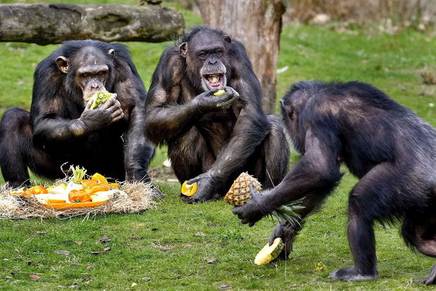 İsveçdə zooparkdan qaçan şimpanzeləri güllələdilər - FOTO