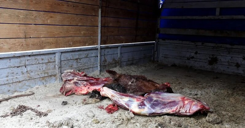 Restoranlara at əti satanlar saxlanıldı - FOTO