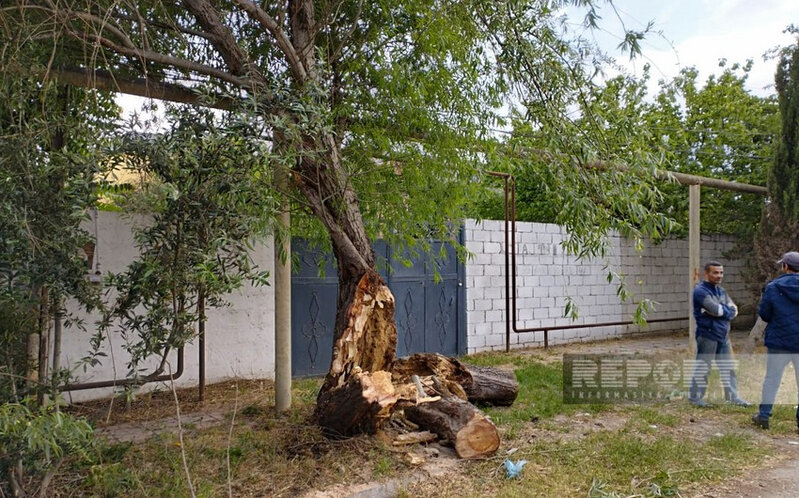 Salyanda güclü külək ağacları aşırıb, elektrik xətləri qırılıb, şəhərin bir hissəsi işıqsız qalıb