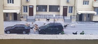 Sahibsiz it problemi təhlükə saçır: 'Azyaşlı uşaqları diqqətsiz qoymayın