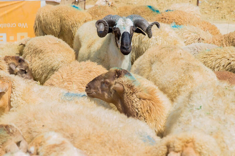 Bazarda 400 manatdan aşağı qurbanlıq heyvan tapmaq olmur