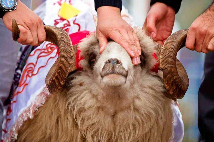 Qurban kəsənlərin bu qaydalara riayət etmələri mütləqdir