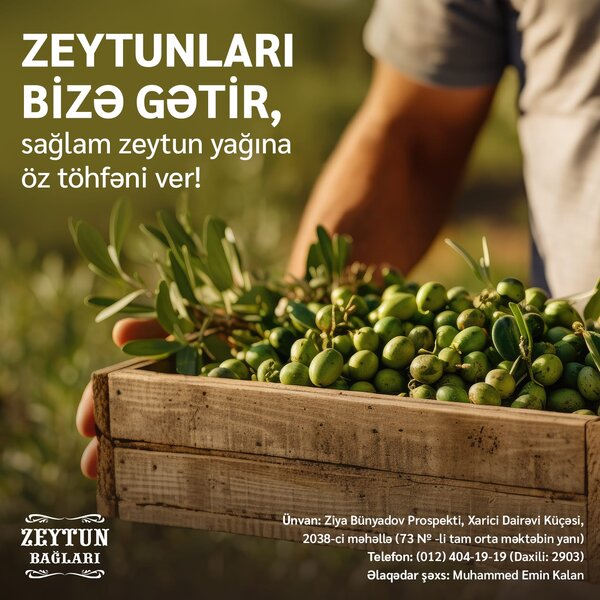 Azərsun Holdinq' zeytun qəbuluna start verib