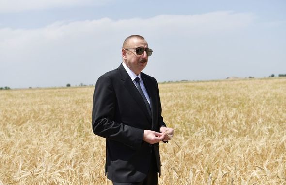 Prezident Ağcabədidə taxıl biçininə başlanması mərasimində iştirak edib - YENİLƏNİB+FOTO