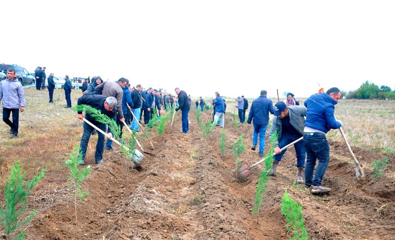 Ağstafada ağacəkmə aksiyaları davam etdirilir - FOTOLAR