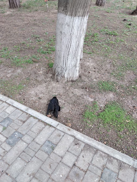 Bakıda qarğalar niyə kütləvi şəkildə ölür? - FOTO