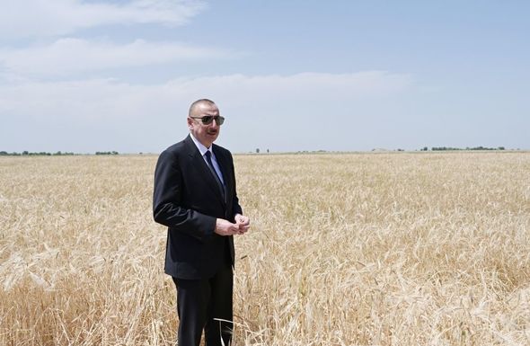 Prezident Ağcabədidə taxıl biçininə başlanması mərasimində iştirak edib - YENİLƏNİB+FOTO