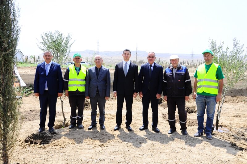 Naftalanda yaşıllaşdırma işləri davam etdirilir - FOTOLAR
