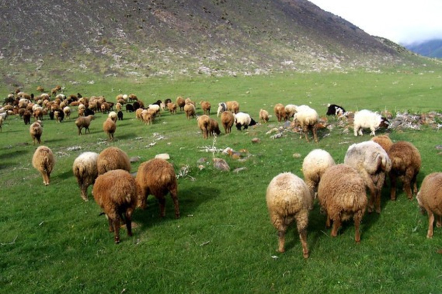 Qəbələdə uşaq və heyvan sürüsü bataqlıqda qalıb