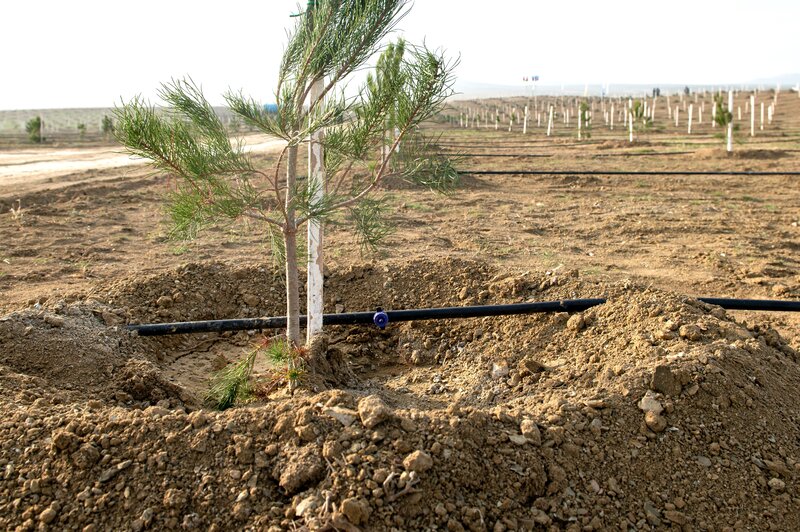 SOCAR Midstream' ağacəkmə aksiyası keçirdi - FOTOLAR