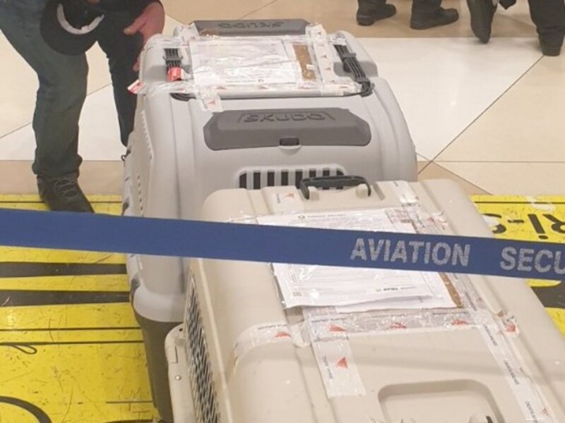 Azərbaycana xüsusi təlim keçmiş iki minaaxtaran it gətirildi