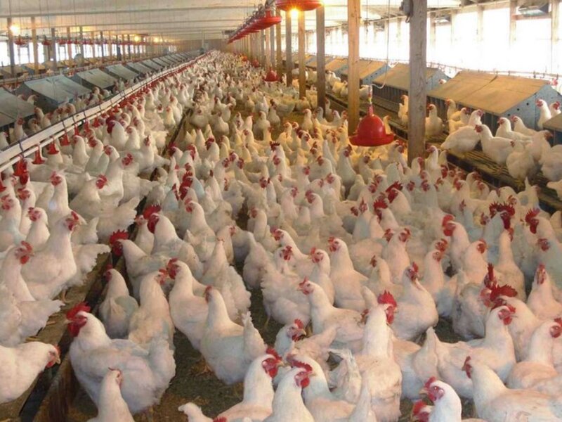 İki ölkədən Azərbaycana quş ətinin gətirilməsinə məhdudiyyət qoyuldu