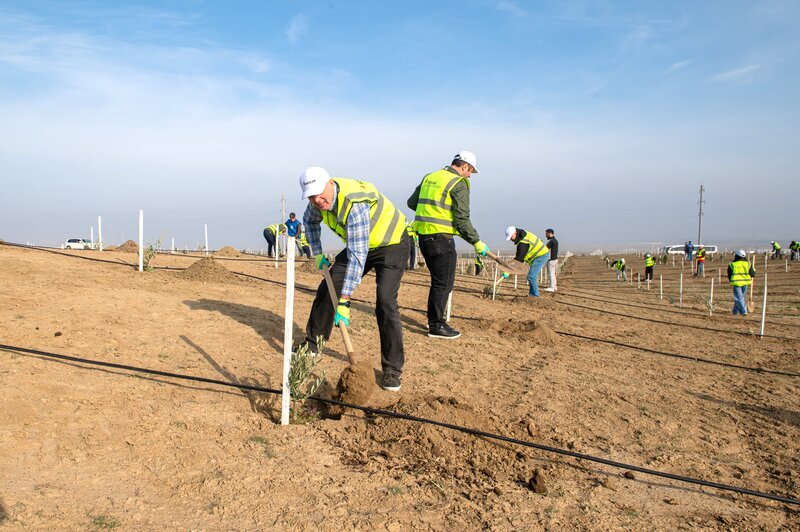SOCAR Midstream' ağacəkmə aksiyası keçirdi - FOTOLAR