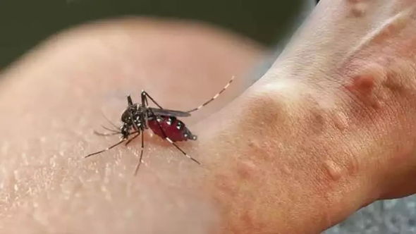 Fransada virus daşıyan ağcaqanad həyəcanı: Yollar bağlandı, sakinlərə 