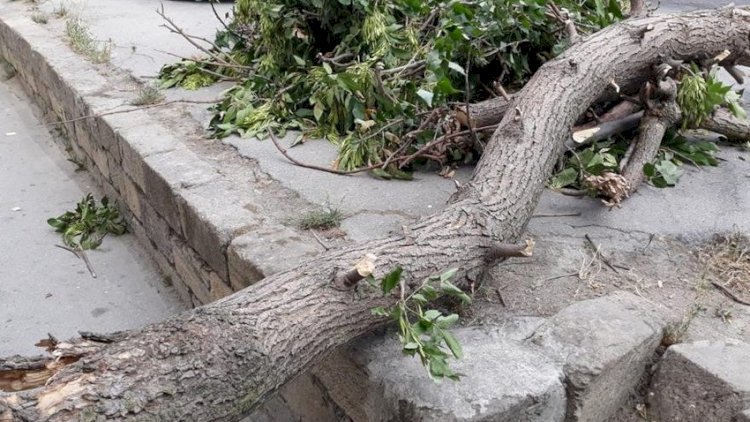 Bakıda güclü külək ağacı qadının üzərinə aşırdı