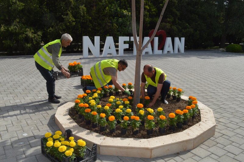 Naftalanda yaşıllaşdırma işləri davam etdirilir - FOTOLAR