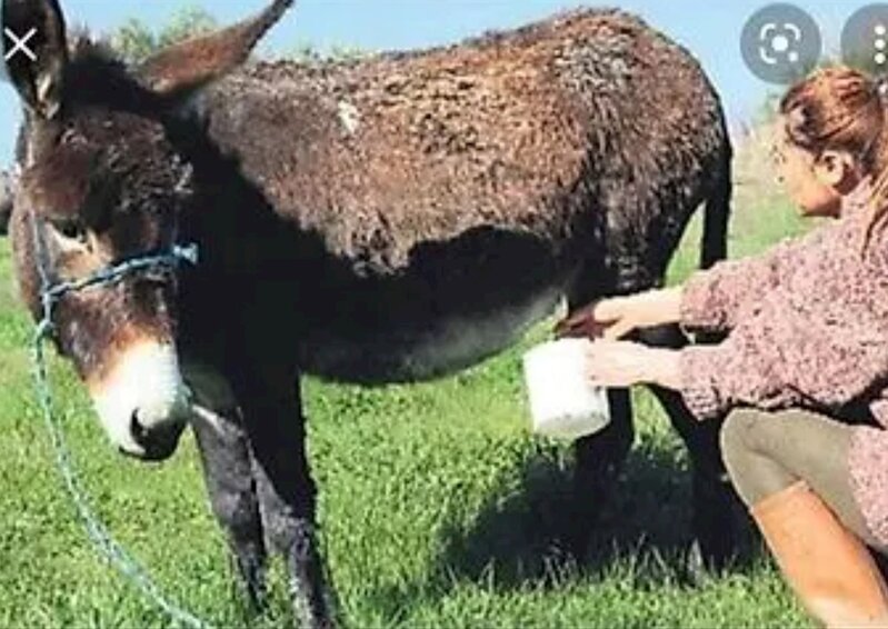 Heçnə olmaz, deməyin — Eşşək dişləməsi də öldürür