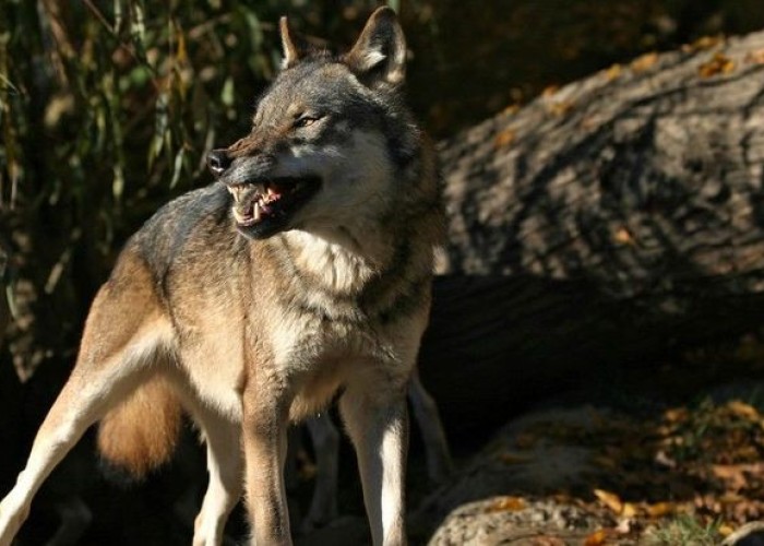 Şəkidə canavar 44 baş qoyunu PARÇALADI
