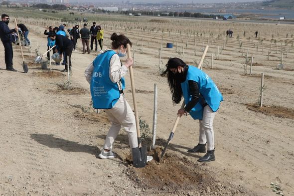 "​​​​​​​Yaşıl Marafon" çərçivəsində növbəti ağacəkmə aksiyaları keçirilib - FOTO