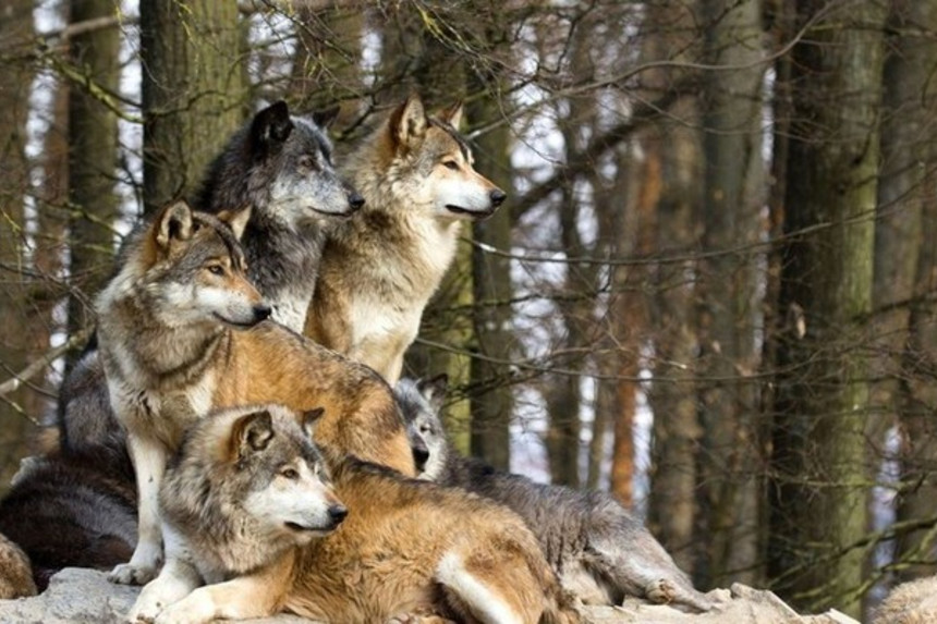 Canavar sürüsü Xınalıq kəndinə hücum edib