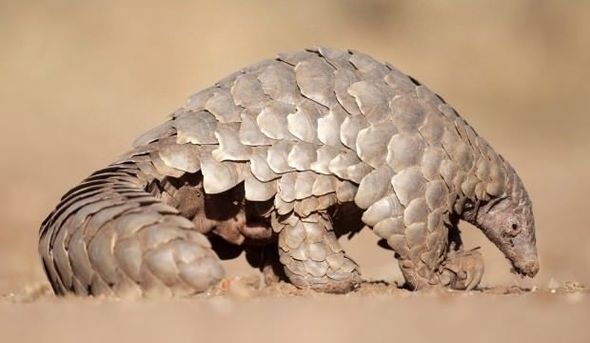 Çin alimləri virusa görə indi də bu heyvandan şübhələnir - FOTO