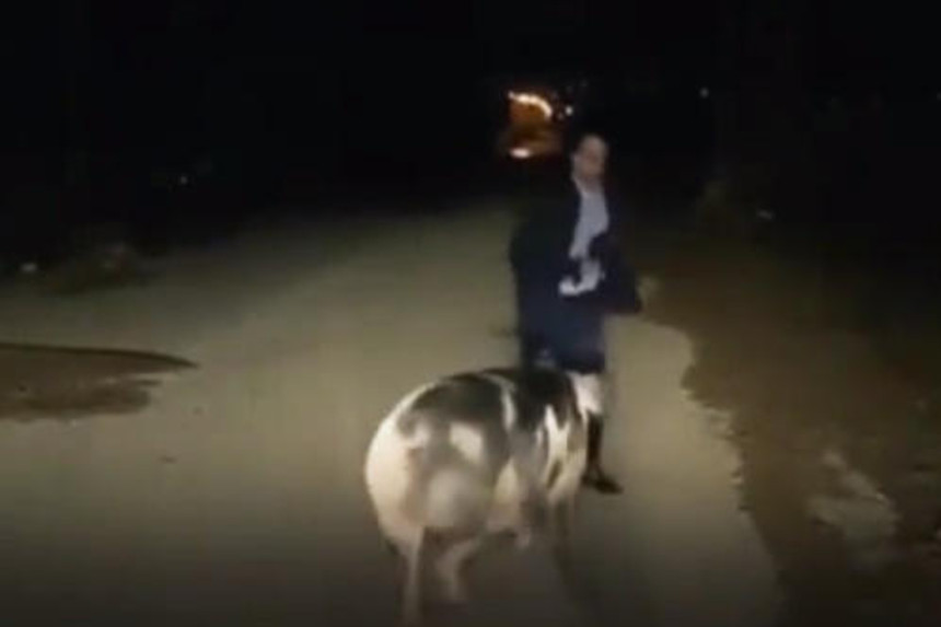 Donuz jurnalistə hücum etdi, reportaj yarımçıq qaldı - VİDEO