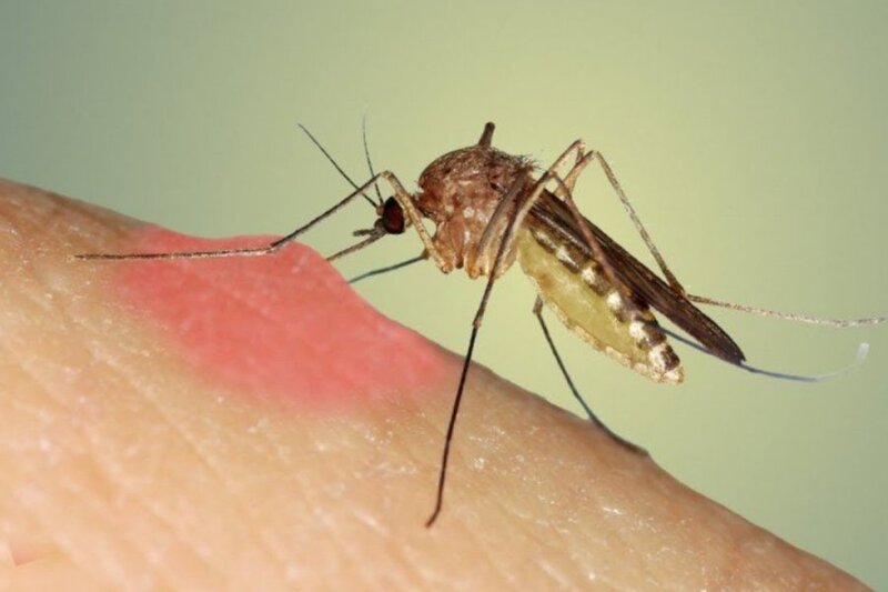 Kubada onlarla insan ağcaqanadlar vasitəsilə yayılan viruslardan ölüb